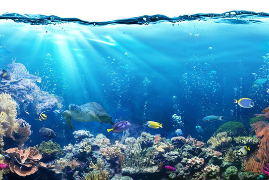 Tropical Fish Ocean Reef Nature Sea Turtle Pictures Turtle Poster Aquatic Pictures Sea Prints Wall Art Turtle Shell Art Turtle Pictures Wall Art Wall Turtle Thick Paper Sign Print Picture 12x8