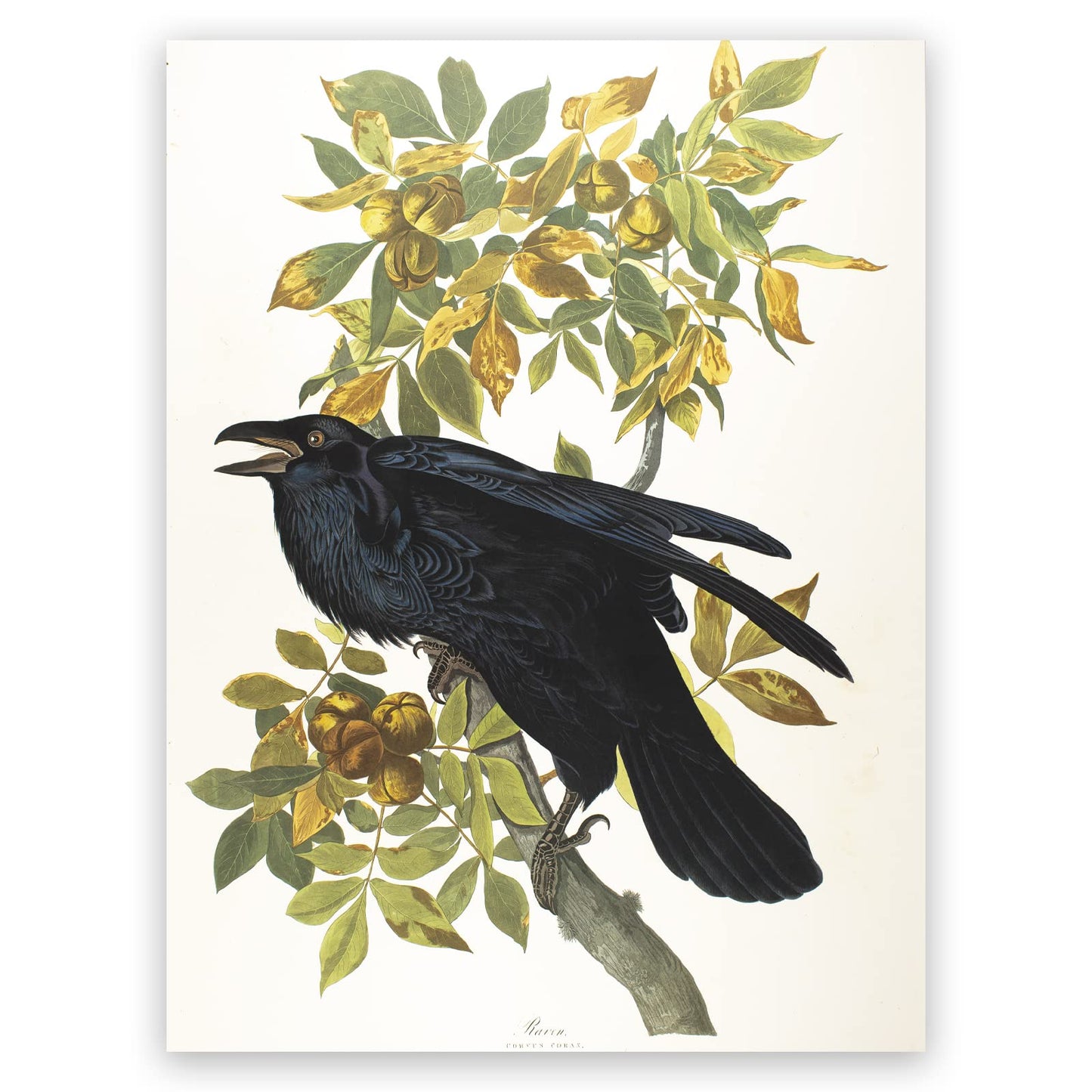 ZZPT John James Audubon Canvas Prints - Raven Poster - Bird Wall Art - Nature Picture Bird Illustrations Animal Wall Decor for Classroom Living Room Bedroom Unframed