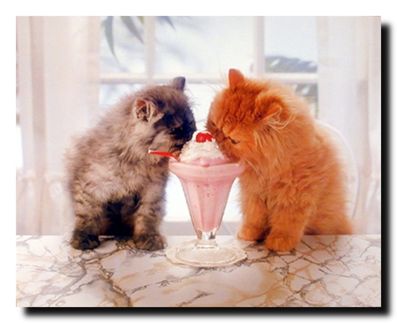 Cute Cat La Perm and Ice Cream Friendship Wall Decor Art Print Poster (16x20)