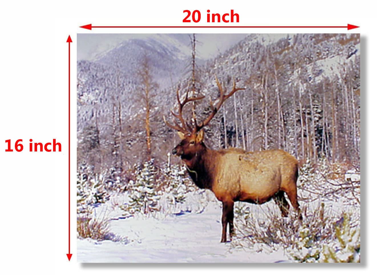 Wildlife Mountain Animal Wall Decor Big Bull Elk Antler Picture Art Print Poster (16x20)