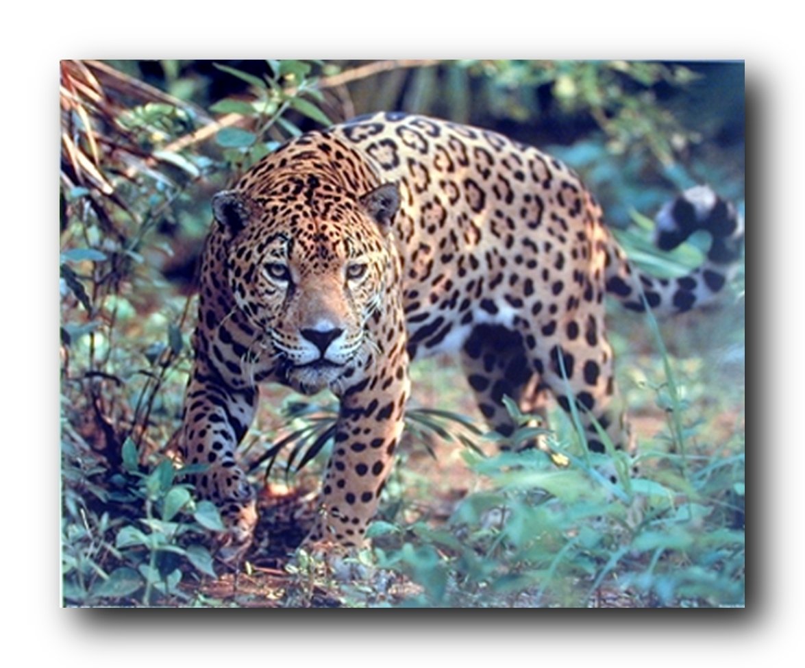 Jaguar (Panthera, Leopard) Prowling Cat Wildlife Animal Wall Decor Art Print Poster (16x20)