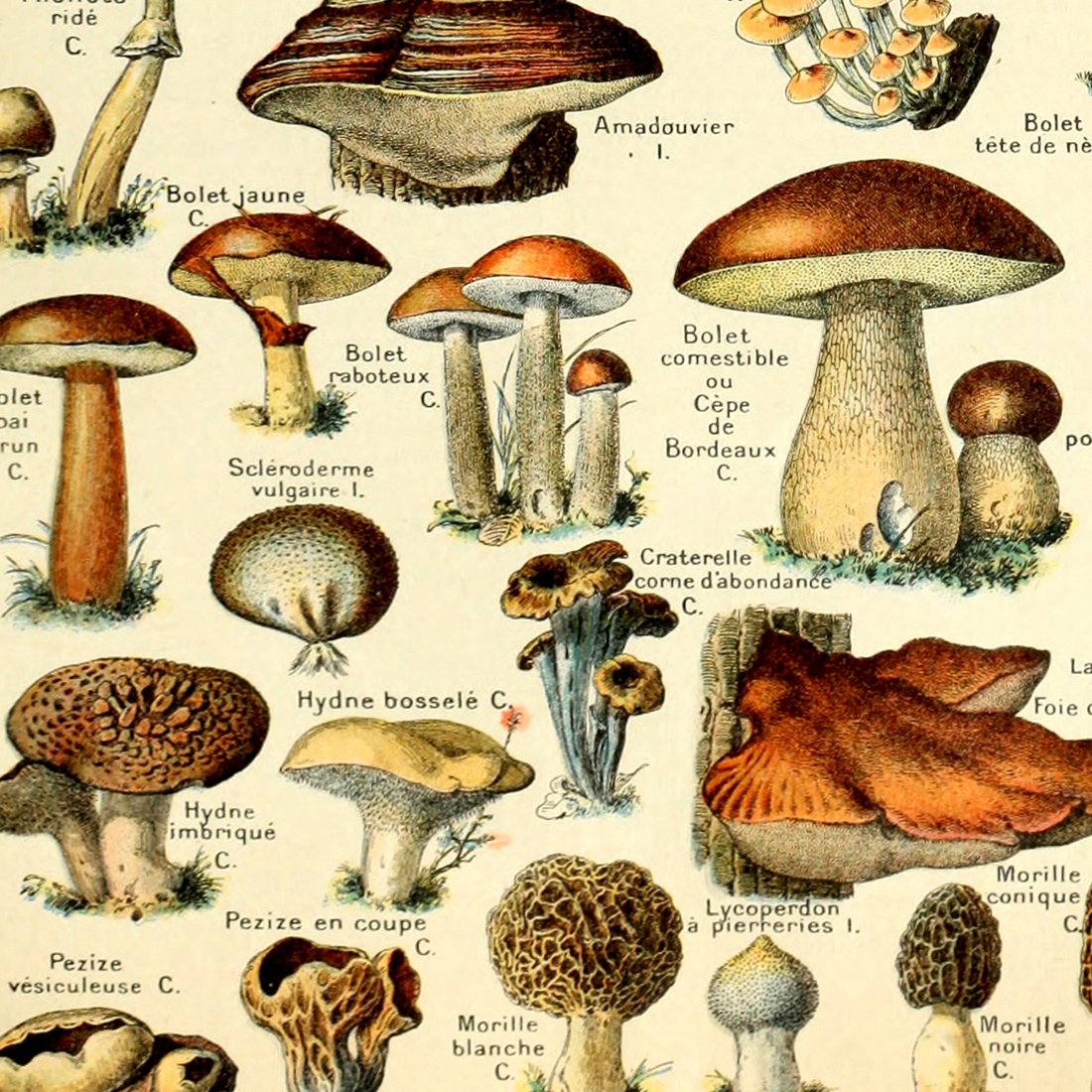 Meishe Art Vintage Poster Print Mushrooms Champignons Identification Reference Chart Diagram Illustration Botanical Educational Wall Decor