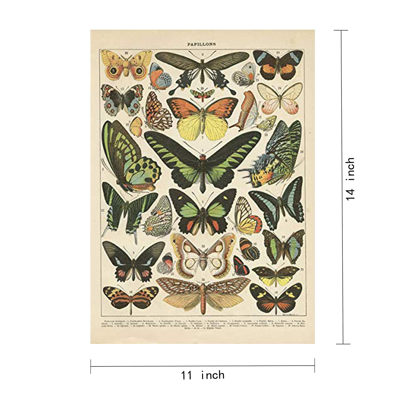 2 Pack Vintage Butterfly Poster, Retro Style Canvas Wall Decor Art Painting,Without Fading(11" x14")