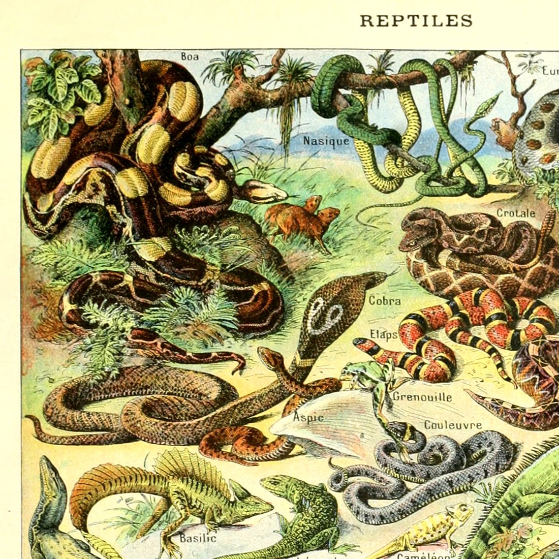 Meishe Art Poster Print Wild Animals Species Reptiles Turtle Snake Illustration Vintage Wall Decor Biology Science Identification Reference Collection Educational Chart (15.75'' x 23.62'')