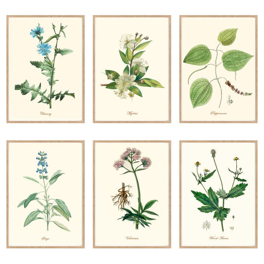 CHUNART Vintage Kitchen Herb Art Prints: Set of 6 Timeless Herb Decor Wall Art and Medical Herb Poster for the Kitchen Connoisseur