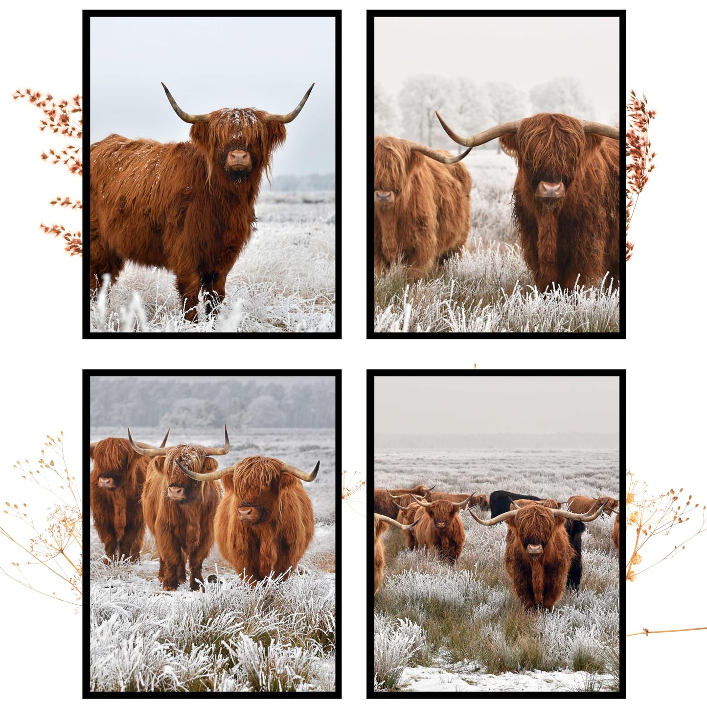 Insire Highland Cow Picture, Highland Cow Pictures Wall Decor, Highland Cow Art, Highlander Cow Decor, Highland Cow Wall Decor, Highland Cow Print, Highland Cow Poster - Unframed (8x10”)