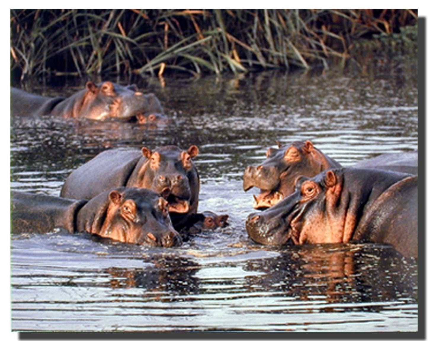 Wild Animal Hippo Hippopotamus Herd In Water Wall Decor Art Print Poster (16x20)