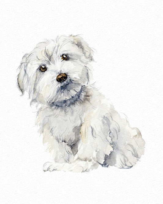 7Dots Art. Cute Dogs. Watercolor Art Print, poster 8"x10" on Fine Art thick Watercolor paper for living room, bedroom, bathroom. Dogs Wall art decor. (Maltese)