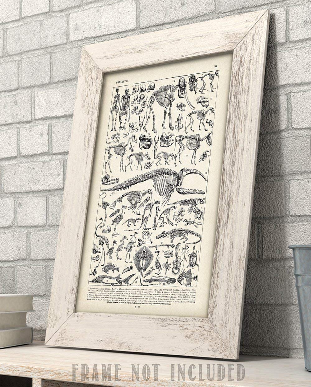 Animal Skeletons Bones Illustration - 11x14 Unframed Art Print - Biology Decor - Skeleton Poster of Animal Bones - Animal Posters of Skull and Bones