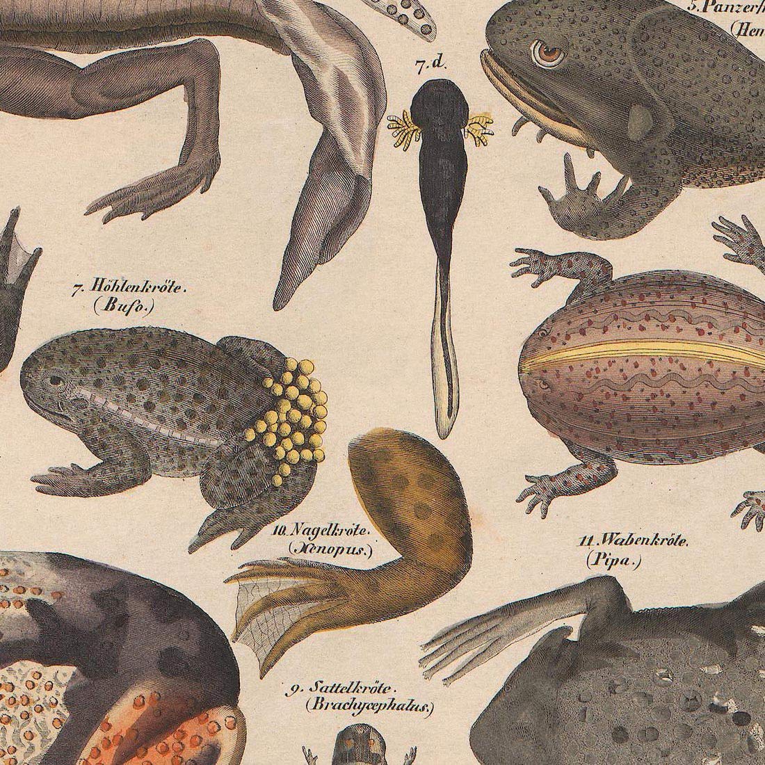 Meishe Art Poster Print Vintage Frogs Phyllomedusine Toad Breeds Identification Reference Collection Illustration Club Wall Decor