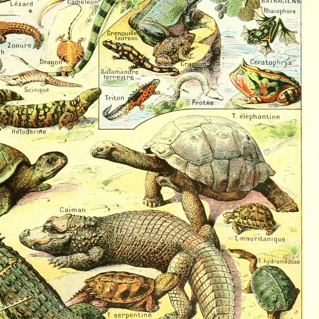 Meishe Art Poster Print Wild Animals Species Reptiles Turtle Snake Illustration Vintage Wall Decor Biology Science Identification Reference Collection Educational Chart (15.75'' x 23.62'')