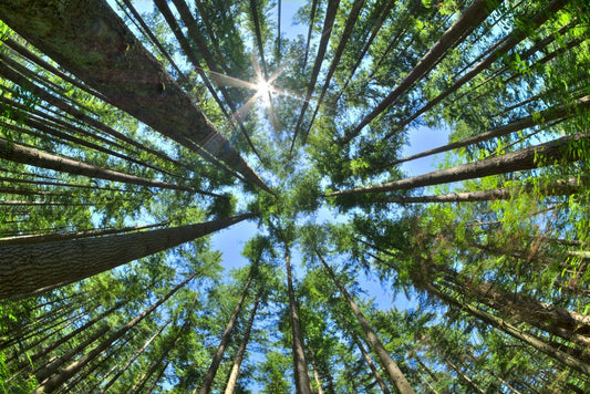 Tall Pine Tree Canopy Rising High From Forest Floor Sunlight Filtering Giant Redwoods Nature Photo Cool Wall Decor Art Print Poster 18x12