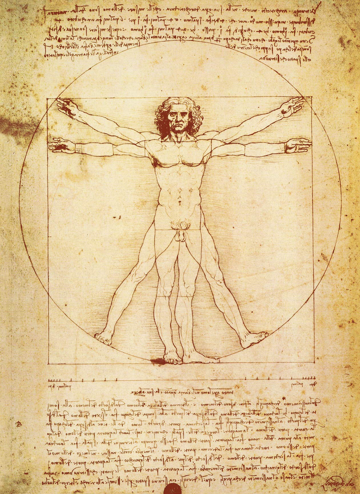 2 Pack - Vitruvian Man by Leonardo Da Vinci + Vincent Van Gogh Skeleton Poster - Fin Art Prints (LAMINATED, 18" x 24")