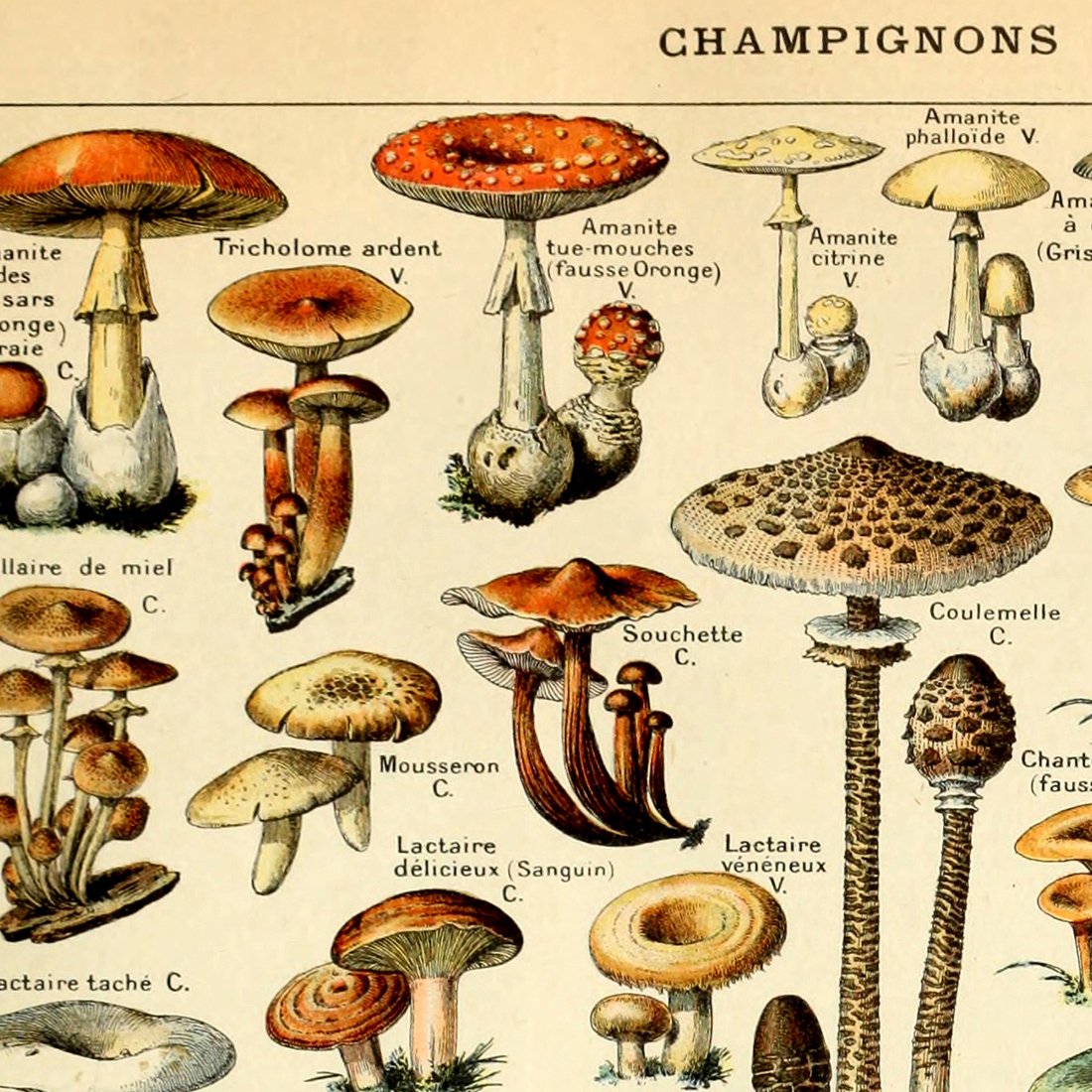 Meishe Art Vintage Poster Print Mushrooms Champignons Identification Reference Chart Diagram Illustration Botanical Educational Wall Decor