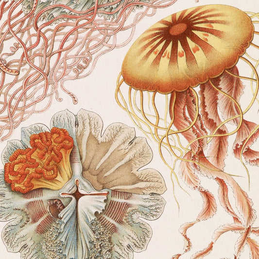 Meishe Art Poster Print Vintage Jellyfish Sea Creatures Colorful Ocean Pink Jelly Fish Marine Life Illustration Home Wall Decor 17.72''x23.62''