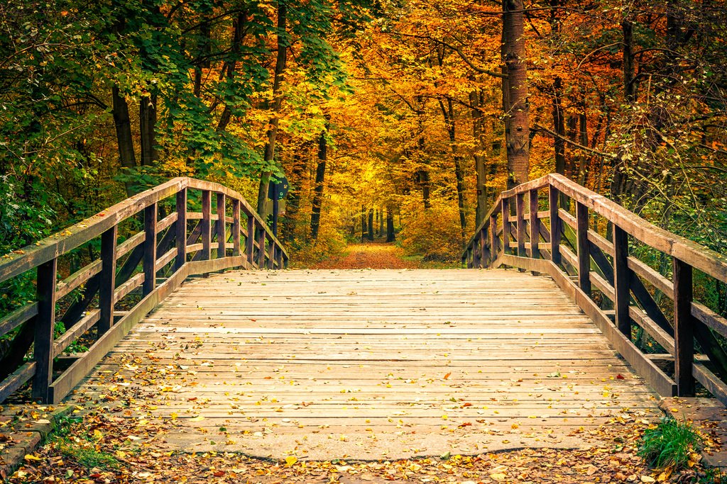 Bridge In Autumn Forest Foliage Tree Landscape Nature Photo Photograph Cool Wall Decor Art Print Poster 18x12
