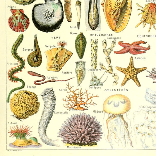 Meishe Art Seashell Poster Print Sea Creature Marine Life Collection Vintage Home Wall Decor Illustration Identification Reference Chart (15.75'' x 23.62'')