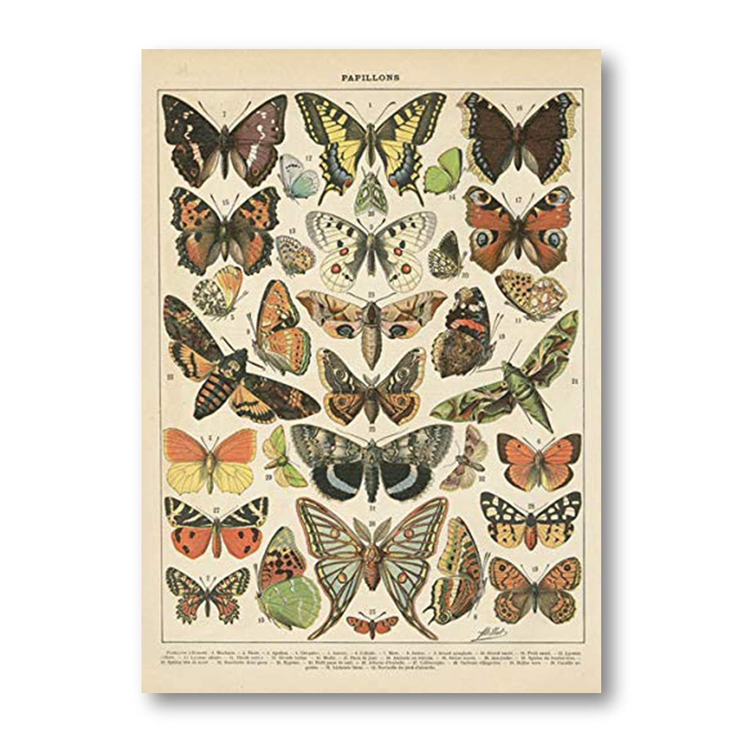 2 Pack Vintage Butterfly Poster, Retro Style Canvas Wall Decor Art Painting,Without Fading(11" x14")