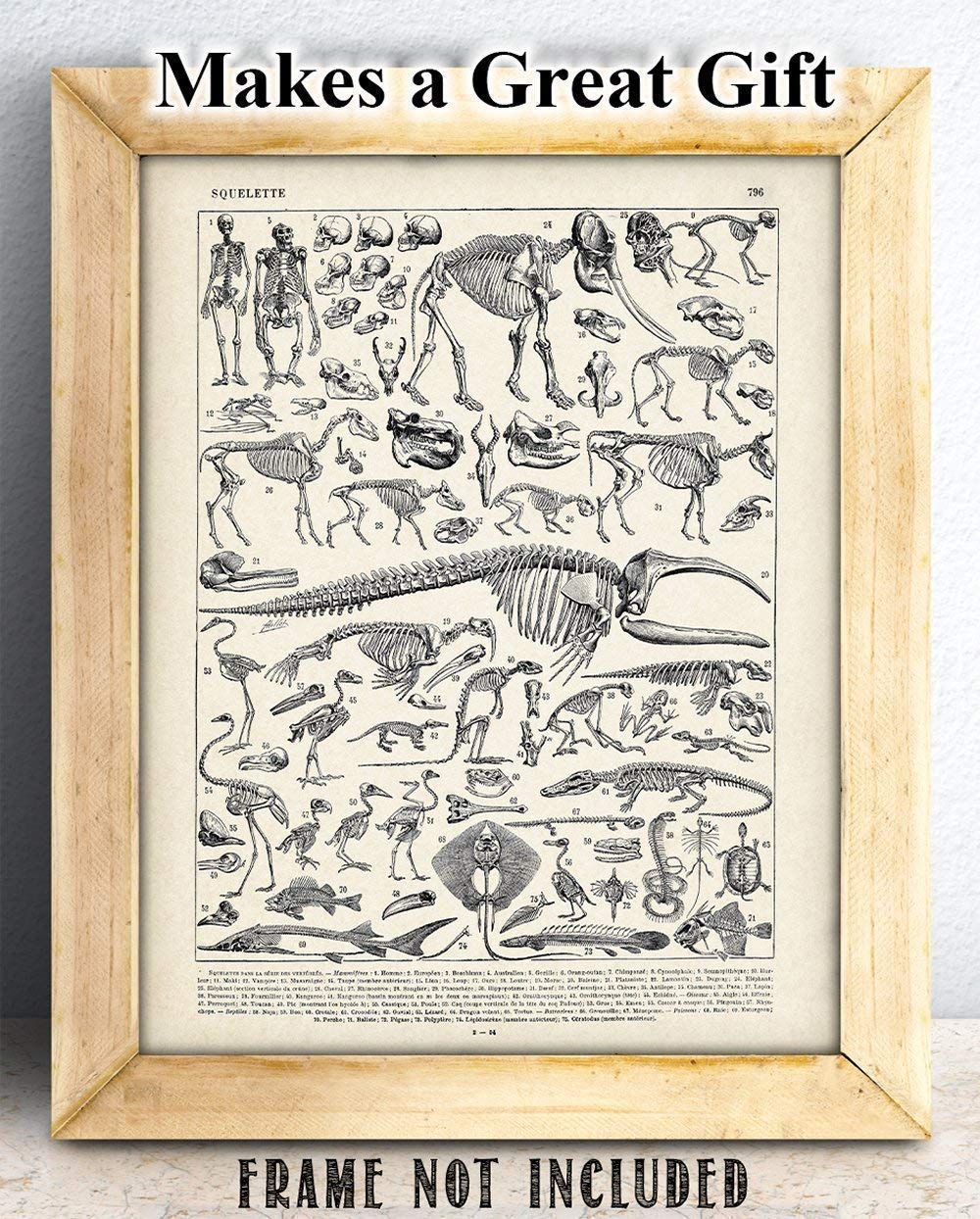 Animal Skeletons Bones Illustration - 11x14 Unframed Art Print - Biology Decor - Skeleton Poster of Animal Bones - Animal Posters of Skull and Bones