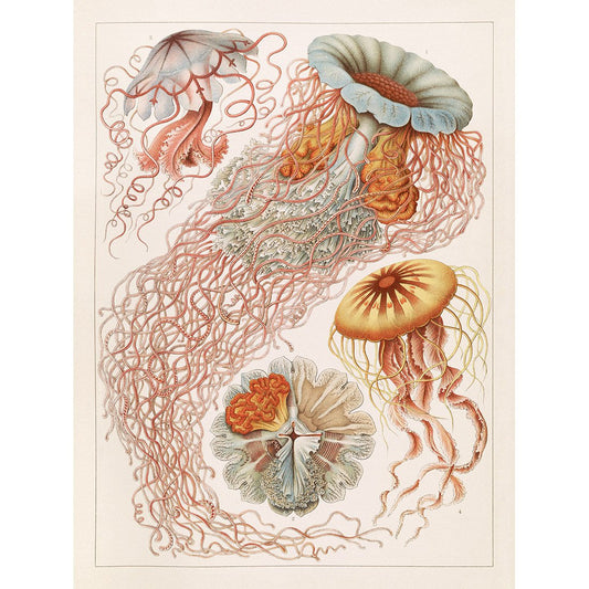 Meishe Art Poster Print Vintage Jellyfish Sea Creatures Colorful Ocean Pink Jelly Fish Marine Life Illustration Home Wall Decor 17.72''x23.62''