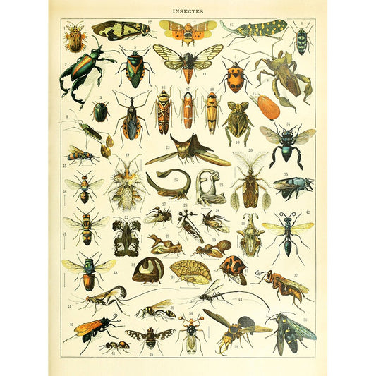 Meishe Art Vintage Poster Print Insects Identification Reference Species Collection Entomology Diagram Chart Wall Decor (14.57'' x 19.69'')