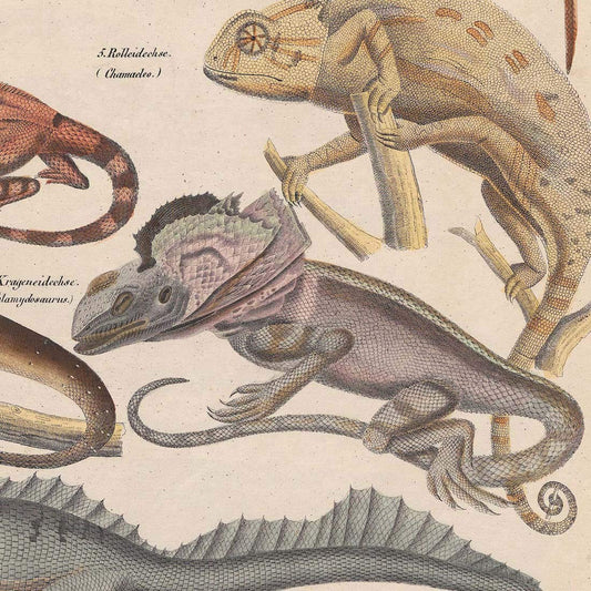 Meishe Art Poster Print Vintage Reptile Lizard Chameleon Anole Coloretto Breeds Identification Reference Collection Illustration Club Wall Decor