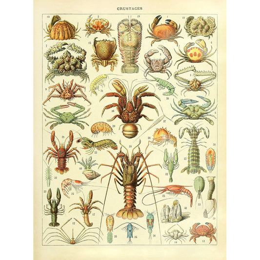 Meishe Art Poster Print Crustacea Crustaceans Lobster Crab Shrimp Collection Sea Creature Marine Life Educational Vintage Illustration Wall Decor Identification Reference Chart (17.72'' x 23.62'')