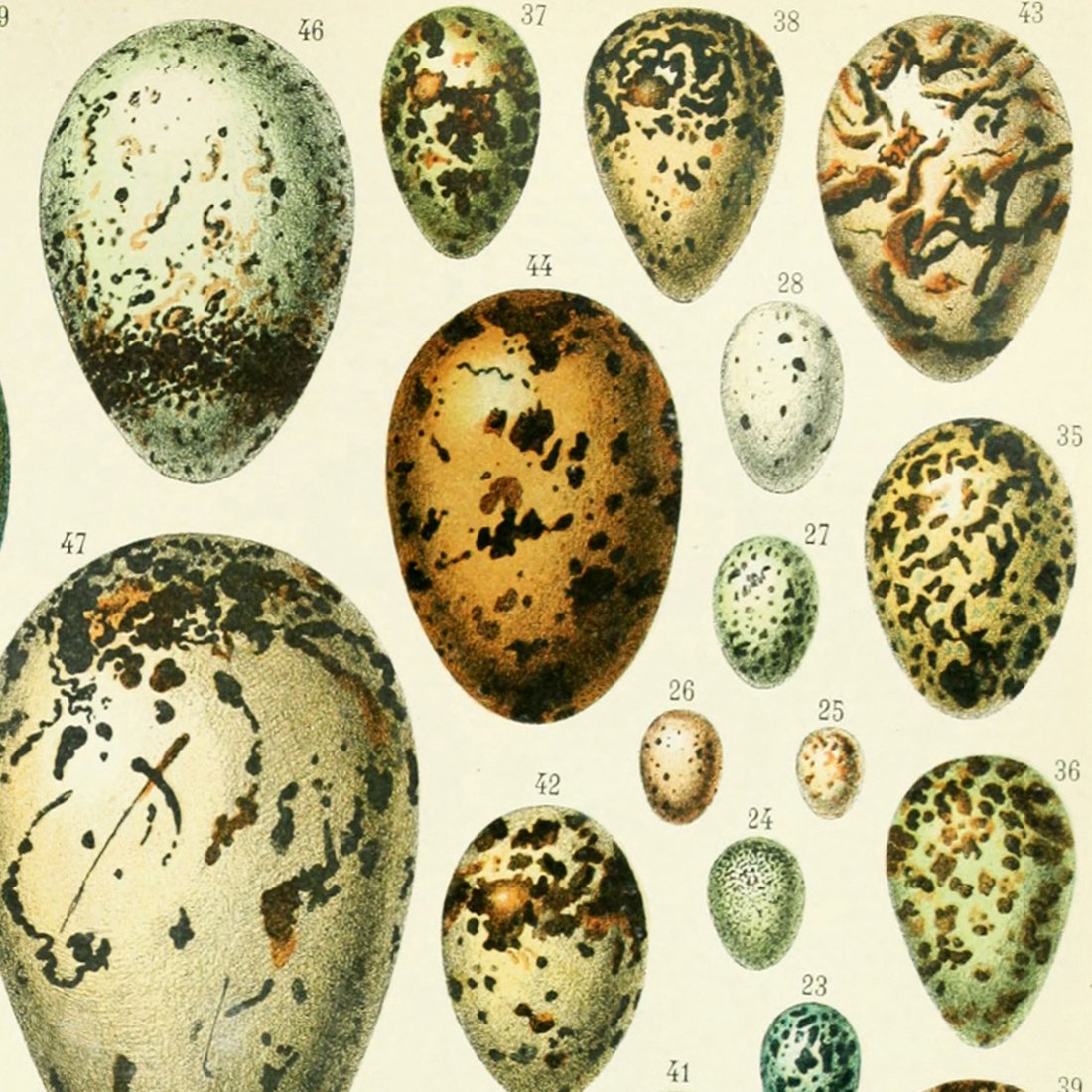 Meishe Art Poster Print Birds Colorful Eggs Collection Species Aves Beautiful Vintage Illustration Home Wall Decor Identification Reference Chart (14.57'' x 19.69'')