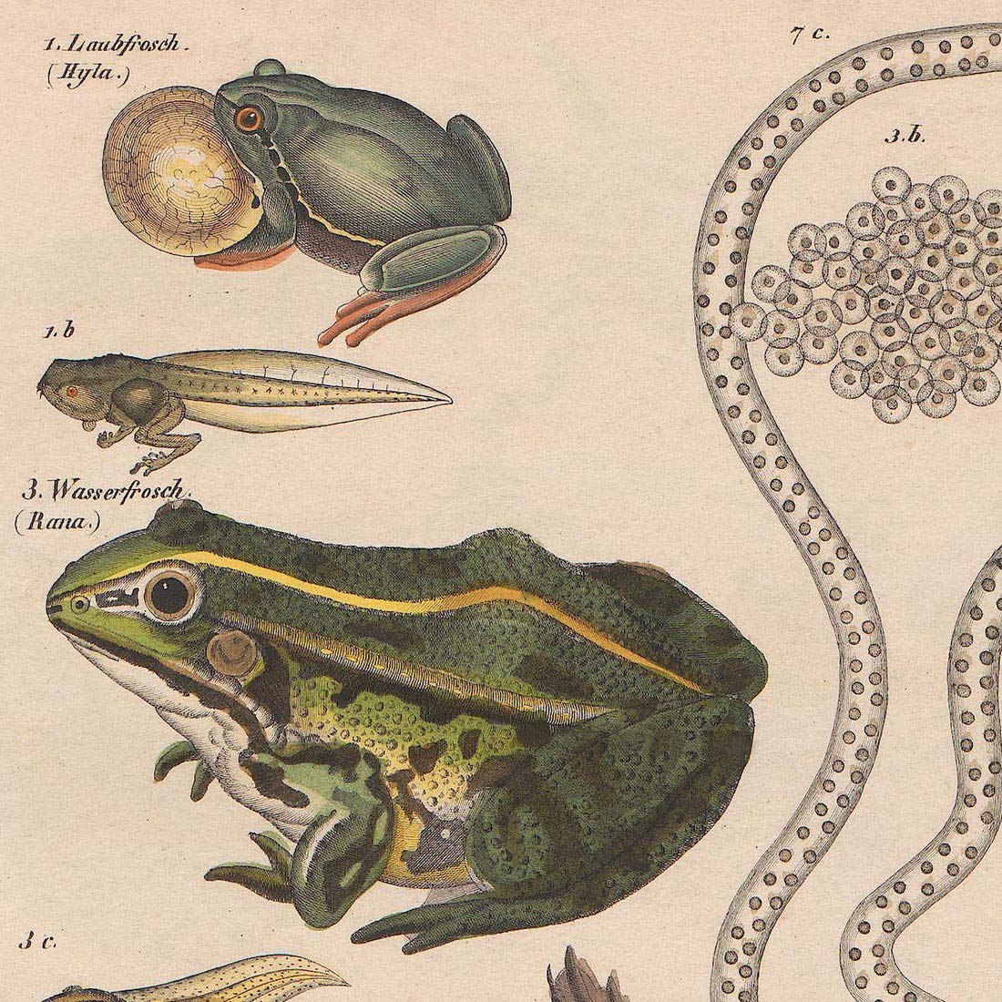 Meishe Art Poster Print Vintage Frogs Phyllomedusine Toad Breeds Identification Reference Collection Illustration Club Wall Decor