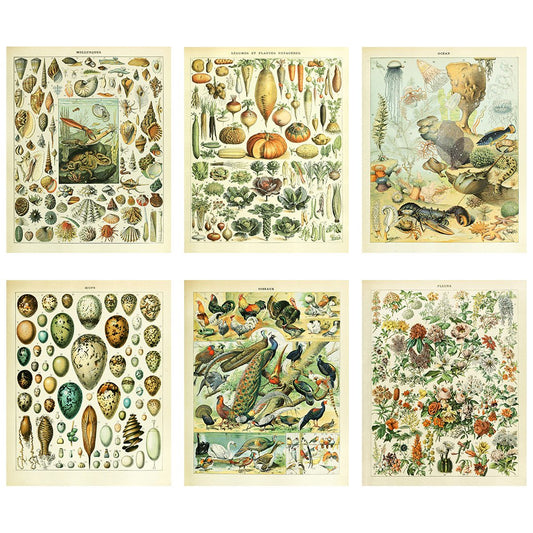 Meishe Art Vintage Poster Print Biology Botanical Science Wall Decor Sea Creature Animals Seashell Vegetables Birds Breeds Species Eggs Identification Chart Flowers Blooming Floral Set of 6pcs