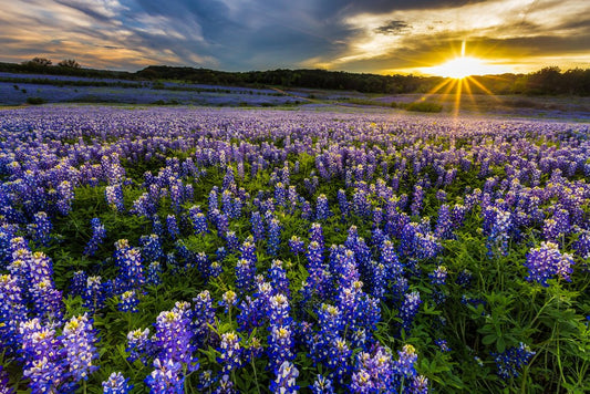 Texas Bluebonnet Flowers Field At Sunset Muleshoe Bend Recreation Area Photo Photograph Beach Palm Landscape Pictures Ocean Scenic Nature Photography Cool Wall Decor Art Print Poster 18x12