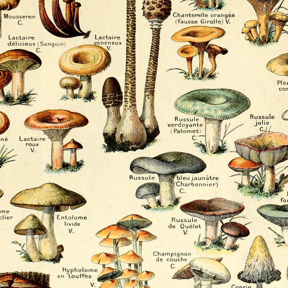 Meishe Art Vintage Poster Print Mushrooms Champignons Identification Reference Chart Diagram Illustration Botanical Educational Wall Decor