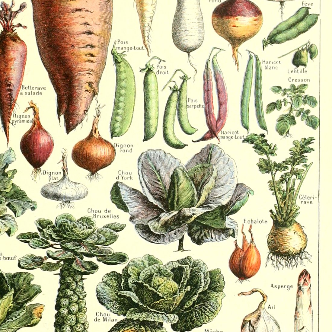 Meishe Art Poster Vegetable Print Vintage Kitchen Botanical Science Plant Carrot Pumpkin Potato Illustration Home Wall Decor Identification Reference Chart (15.75'' x 23.62'')