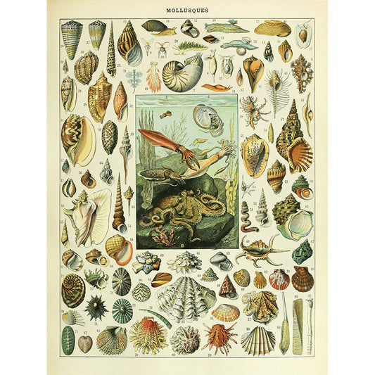 Meishe Art Poster Print Conch Mollusks Mollusc Sea Creature Seashell Marine Life Illustration Educational Vintage Wall Decor Identification Reference Chart (20.47'' x 27.56'')