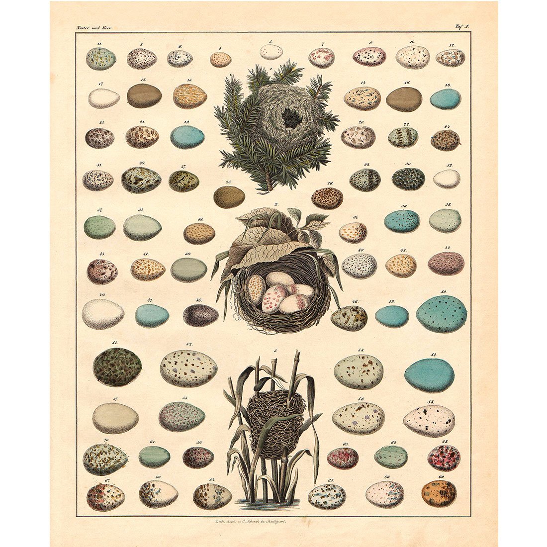 Meishe Art Poster Print Retro Vintage Birds Nests Eggs Collection Identification Reference Chart Beautiful Home Wall Decor