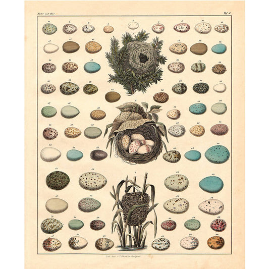Meishe Art Poster Print Retro Vintage Birds Nests Eggs Collection Identification Reference Chart Beautiful Home Wall Decor