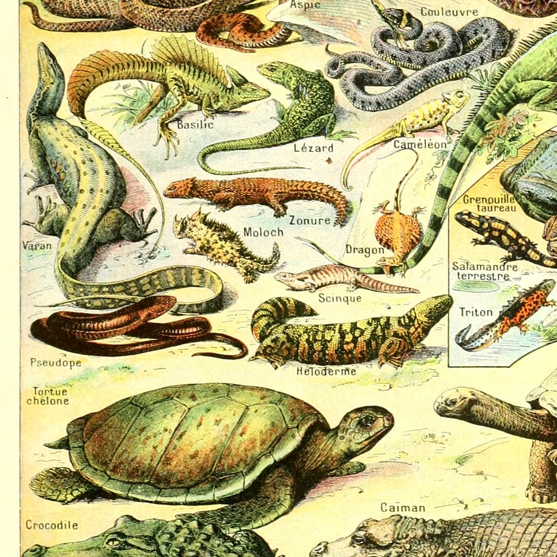 Meishe Art Poster Print Wild Animals Species Reptiles Turtle Snake Illustration Vintage Wall Decor Biology Science Identification Reference Collection Educational Chart (15.75'' x 23.62'')