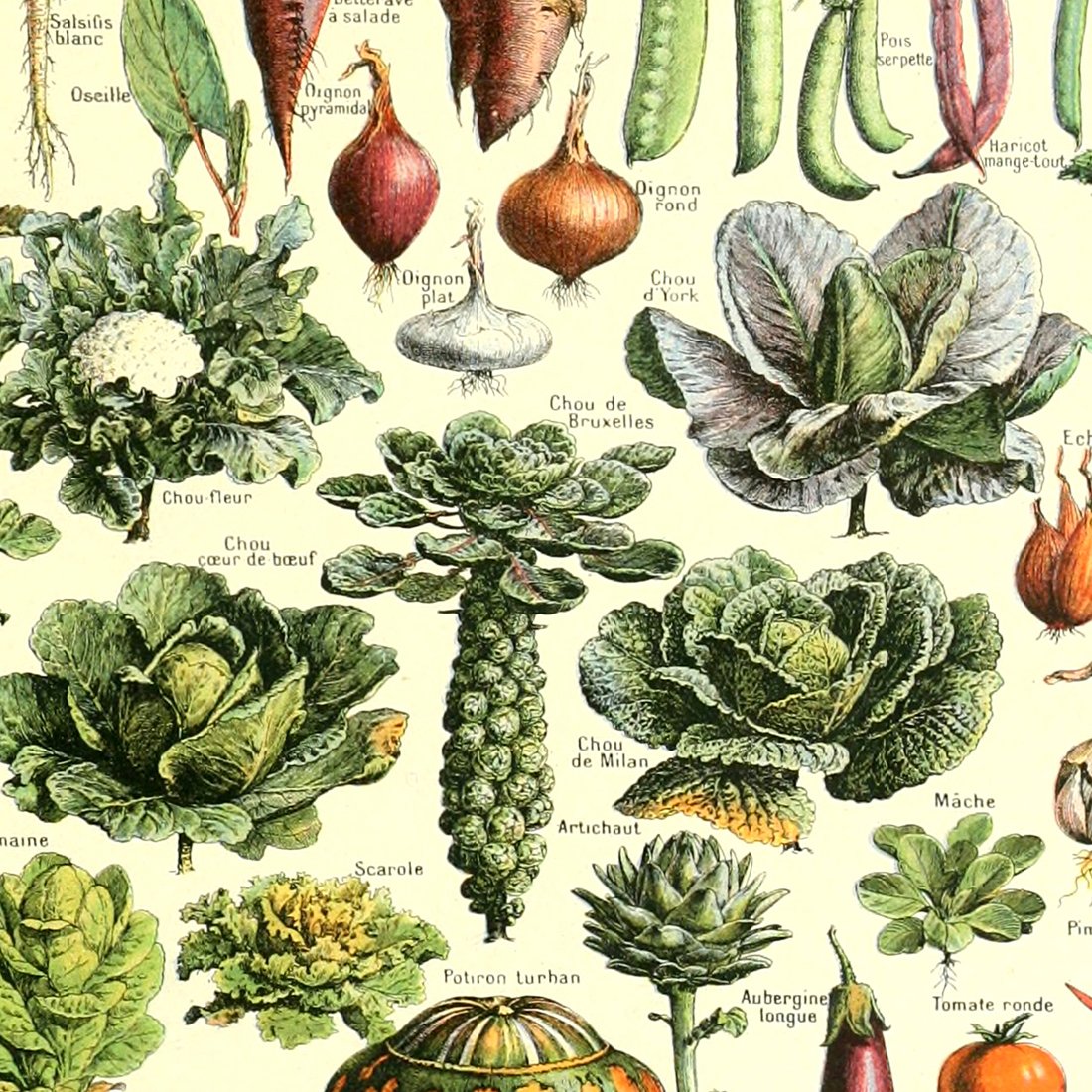 Meishe Art Poster Vegetable Print Vintage Kitchen Botanical Science Plant Carrot Pumpkin Potato Illustration Home Wall Decor Identification Reference Chart (15.75'' x 23.62'')