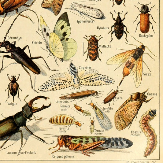 Vintage Poster Print Art Insects Identification Reference Species Collection Entomology Diagram Chart Wall Decor (12.99'' x 19.69'')