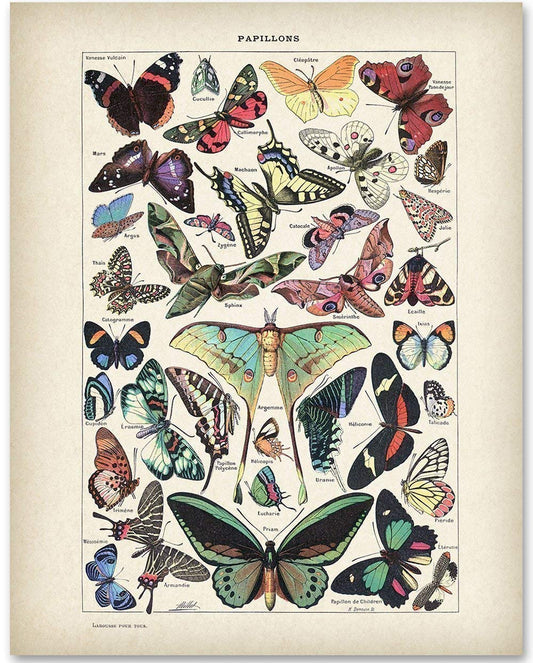 Butterflies Papillons - Vintage Educational Print for Science Room, Cottagecore Room Print, Classic Butterfly Poster and Gift for Gardeners and Entomologists, 11x14 Unframed Print