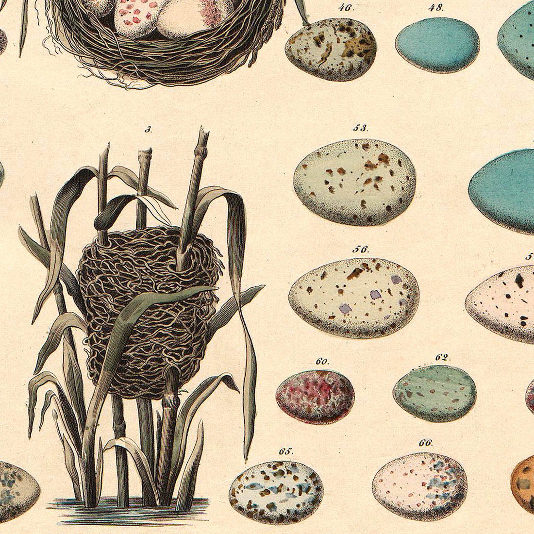 Meishe Art Poster Print Retro Vintage Birds Nests Eggs Collection Identification Reference Chart Beautiful Home Wall Decor