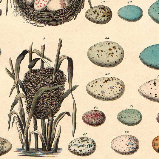 Meishe Art Poster Print Retro Vintage Birds Nests Eggs Collection Identification Reference Chart Beautiful Home Wall Decor
