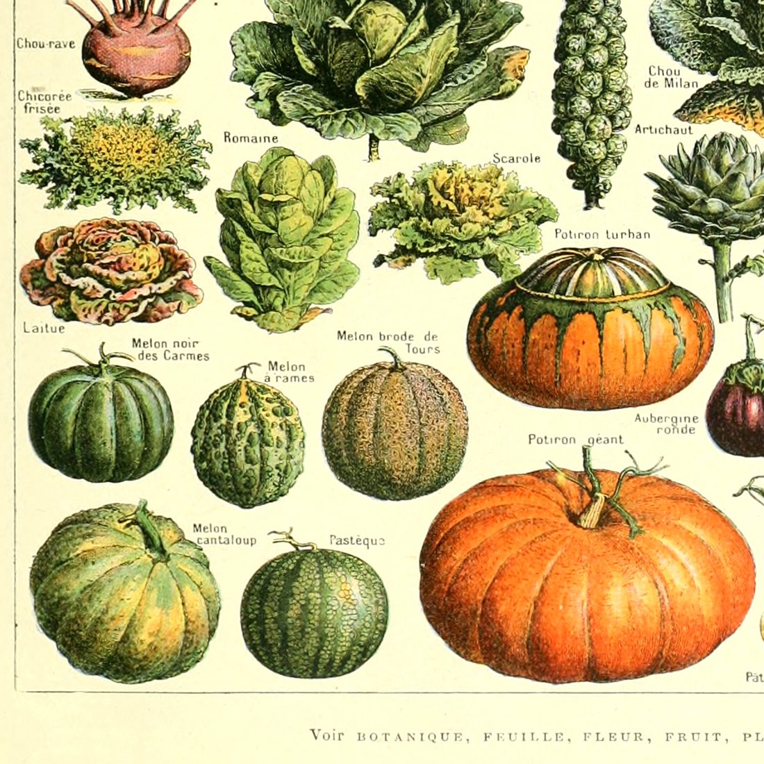 Meishe Art Poster Vegetable Print Vintage Kitchen Botanical Science Plant Carrot Pumpkin Potato Illustration Home Wall Decor Identification Reference Chart (15.75'' x 23.62'')