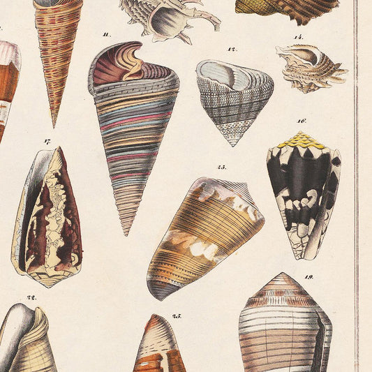 Meishe Art Poster Print Art Seashell Conch Whelk Sea Snail Shell Shellfish Collection Identification Vintage Reference Chart Wall Decor Picture