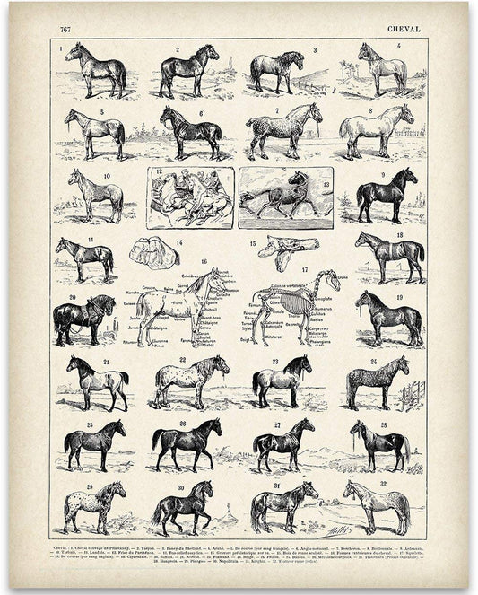 Vintage French Horses - Vintage Horse Poster and Farmhouse Decor, Wild Animal Print and Country Home Decoration, Farm Accessories Gift Idea, 11x14 Unframed Art Print Classic Book Page Poster