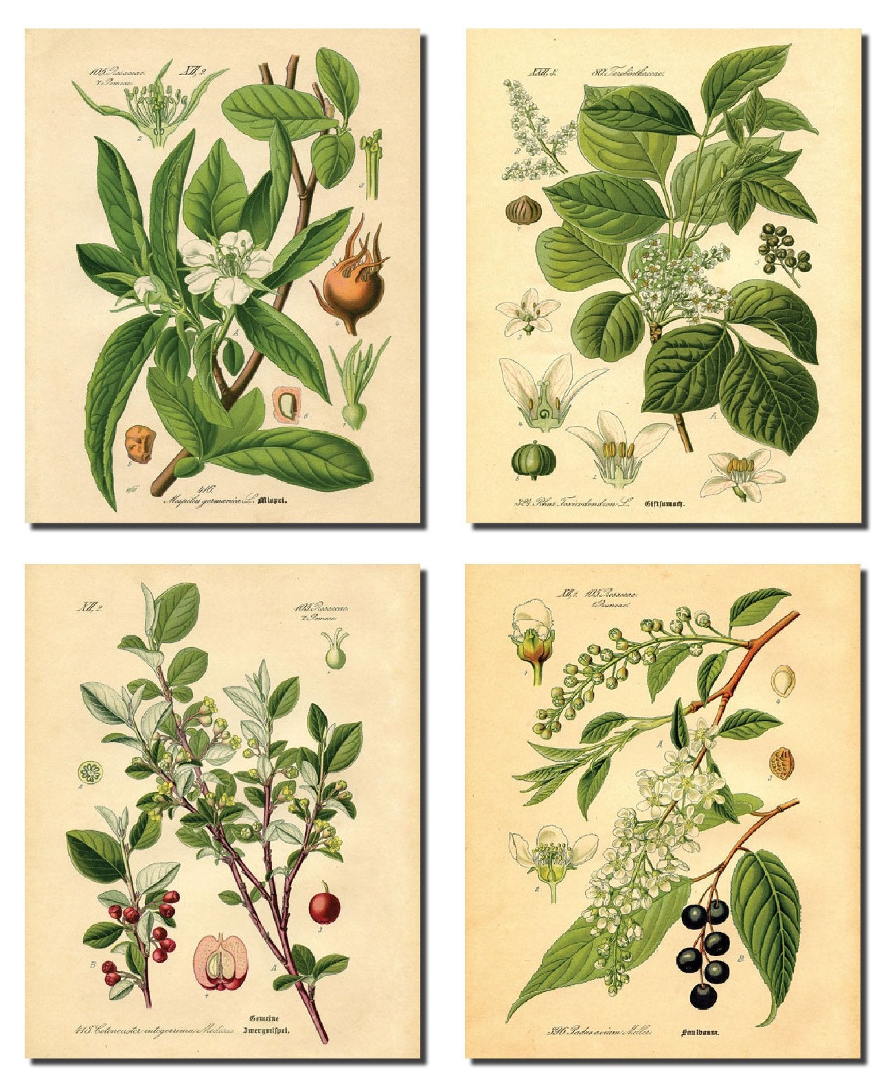 Gango Home Decor Popular Old-Fashioned Plant Botanical Prints; Four 11x14in Unframed Paper Posters