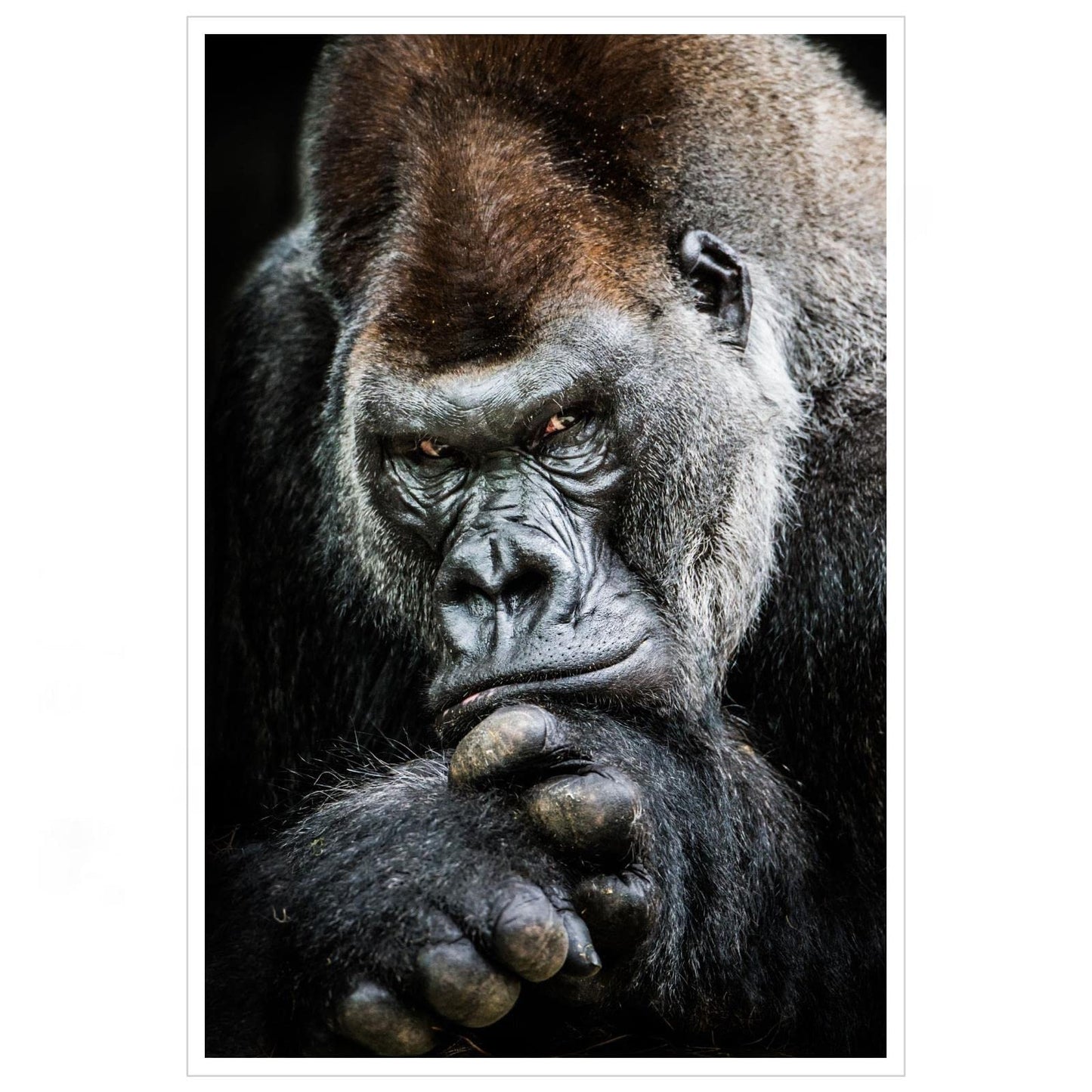 Gorilla Canvas Pictures Wall Art For Living Room Bedroom Orangutan Big Monkey Animal Poster Print Decor Unframed18 x12