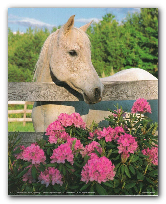 White Morgan Horse with Flowers Mare Wall Decor Art Print Poster (16x20)