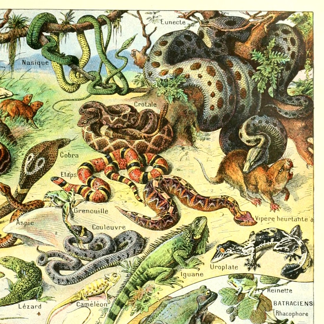 Meishe Art Poster Print Wild Animals Species Reptiles Turtle Snake Illustration Vintage Wall Decor Biology Science Identification Reference Collection Educational Chart (15.75'' x 23.62'')
