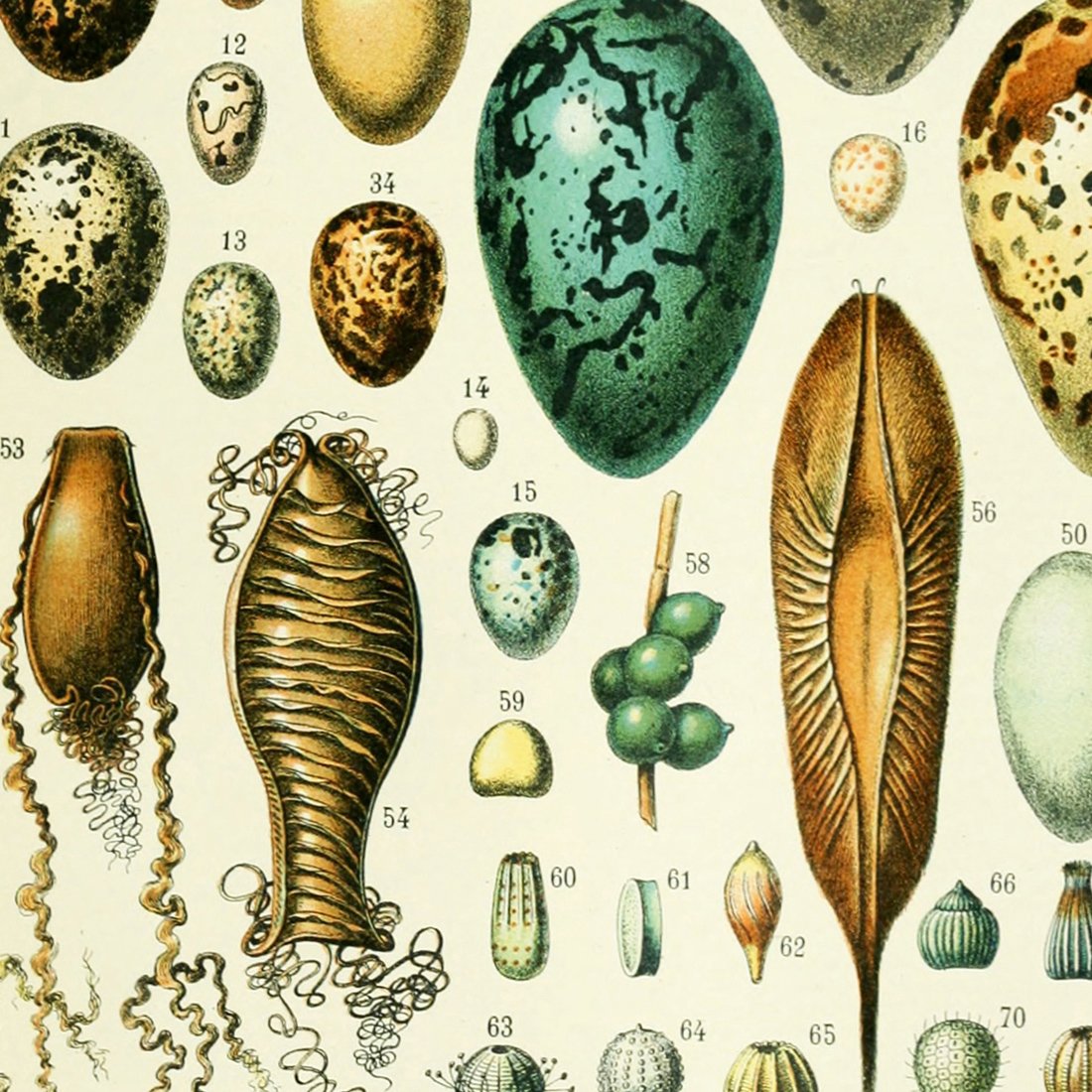 Meishe Art Poster Print Birds Colorful Eggs Collection Species Aves Beautiful Vintage Illustration Home Wall Decor Identification Reference Chart (14.57'' x 19.69'')